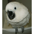 Umbrella Cockatoo